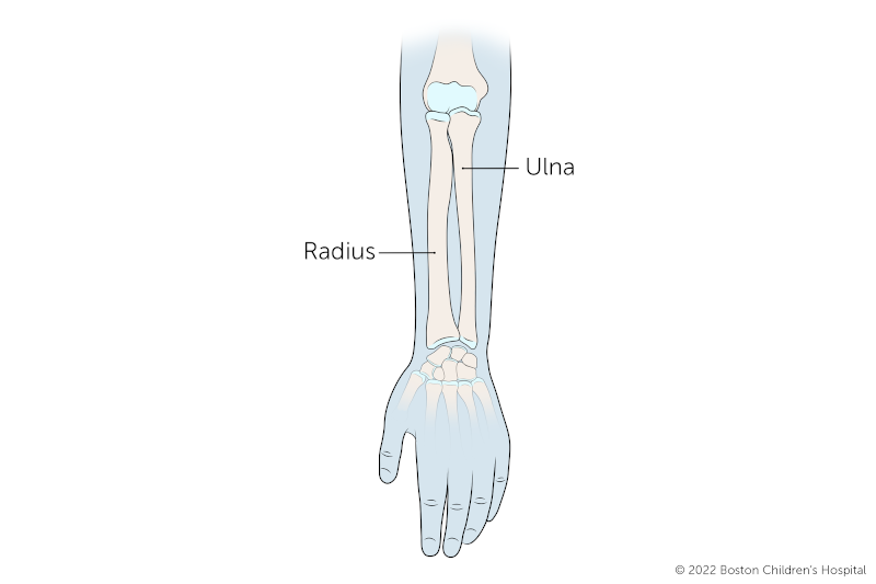 Illustration of the anatomy of the forearm, including location of radius and ulna