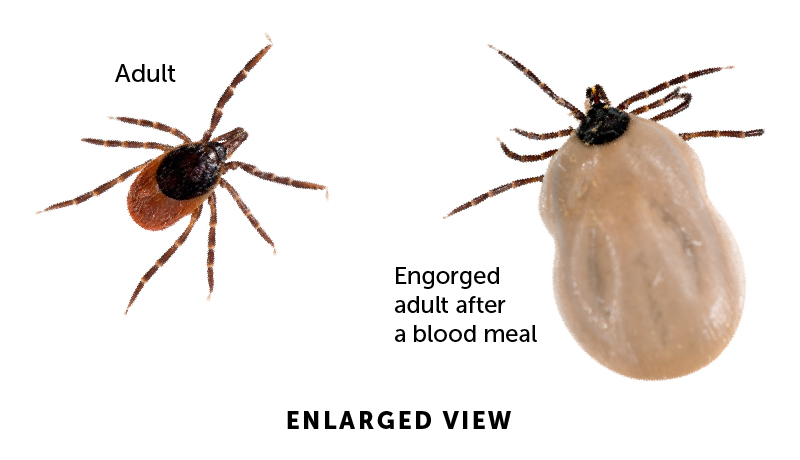 An enlarged view of an adult tick (left) and a engorged adult tick after a blood meal.