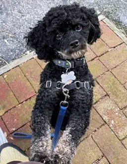 Dog looks at camera while standing on bricks