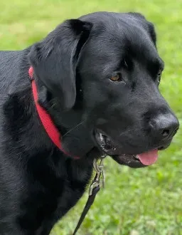 Dog with collar poses for photo while on grassy field