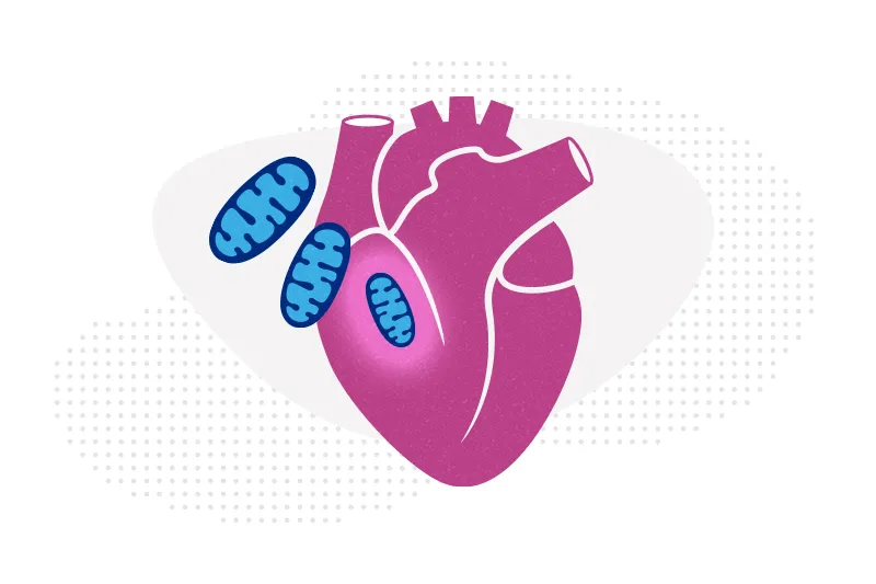 A drawing of a heart with several mitochondria.