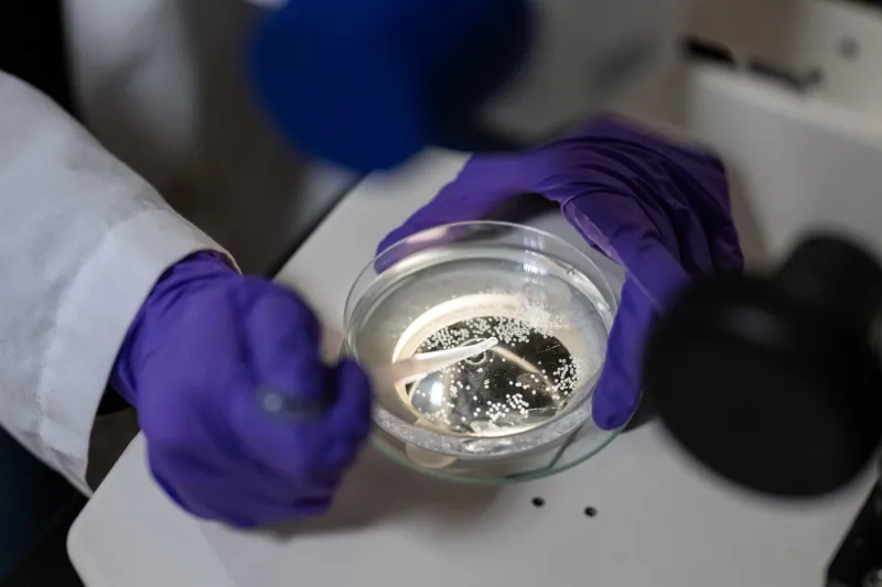 Clinician looks at molecules in petri dish